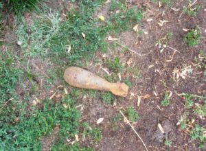 У лісі на Чуднівщині знайшли мінометну міну