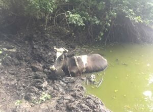 На Чуднівщині рятувальники цистерною витягали корову з багнюки